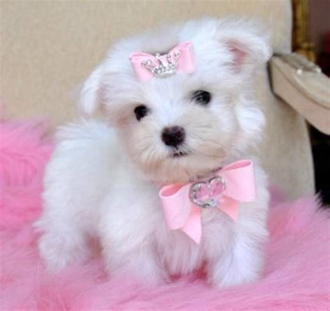 Teacup Maltese Puppy for Free adoption. - Nyack, loy 56 rd - Animal, Pet