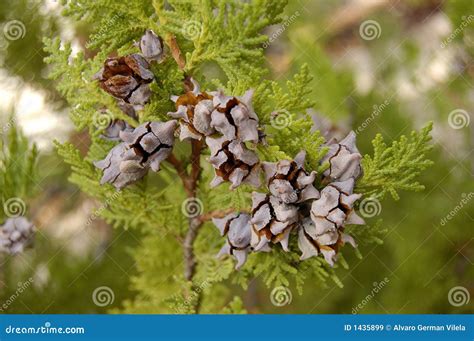 Pine Cones On Cypress Tree Royalty Free Stock Images - Image: 1435899