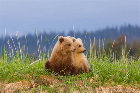 Grizzly Bear Cubs | Lake Clark National Park, Alaska | Photos by Ron ...