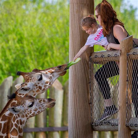 Giraffe Feeding – CaldwellZoo