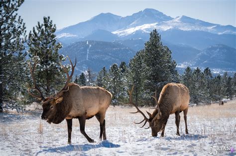 Estes Park Elk and Long's Peak - Wildernessshots Photography