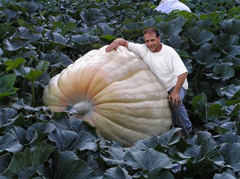 Buy a giant pumpkin seed from the largest Giant Pumpkin ever grown in ...