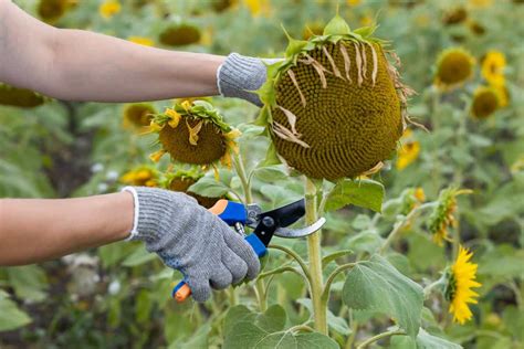 When to Harvest Sunflowers - Minneopa Orchards