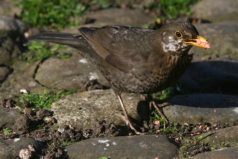 Female Common Blackbird | The common blackbird (Turdus merul… | Flickr