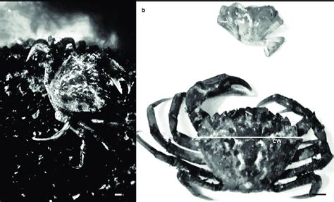 a) Vista de Carcinus maenas sobre rocas cubiertas por mejillones. b ...