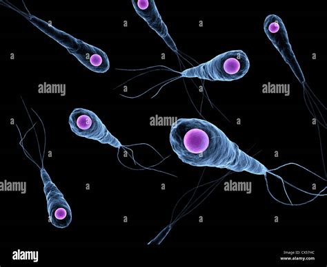 Tetanus - bacteria Stock Photo - Alamy