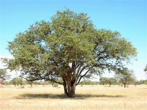 Colophospermum mopane is a beautiful tree recognized for its butterfly ...