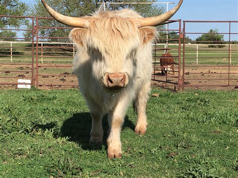 Highland cattle colors - erQas