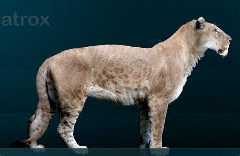 Barbary Lion Vs African Lion Size