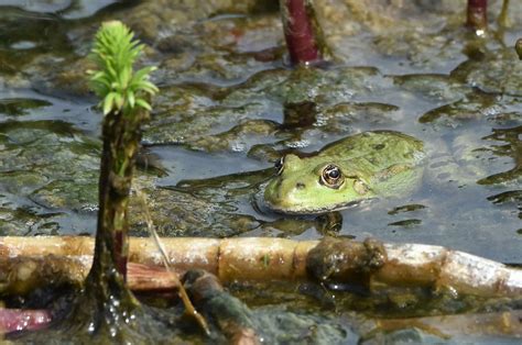 Marsh Frog | Oare Marshes, Kent, 3rd August 2019 | Clare Dell | Flickr