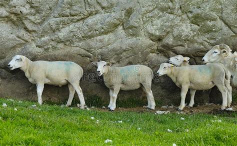 Sheep on the Wall stock photo. Image of stones, horn - 46596980