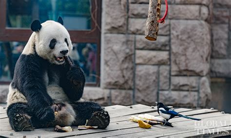 Pandas at Beijing Zoo attract numerous visitors - Global Times