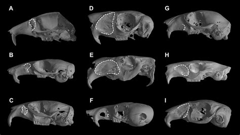 -Lateral view of skulls of selected rodent species, with the area of ...