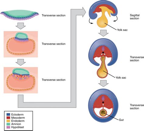 14.3: Embryonic Development - Biology LibreTexts