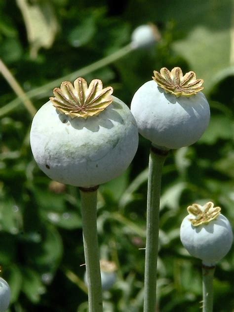 From which part of Opium plant we get morphine ? / अफीम के पौधे के किस ...