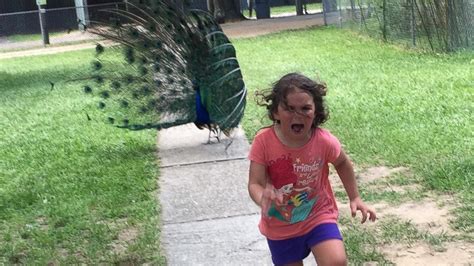 The Story Behind This Girl’s Hilariously Terrified Peacock Encounter ...