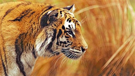 Bengal Tiger 4K 8K, Bengala, Tigre, Fondo de pantalla HD | Wallpaperbetter