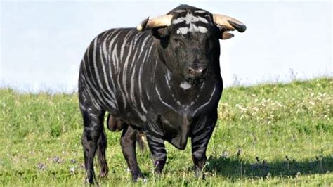 15 Most Unique Bulls in the World! | Cattle, Breeds, Bull