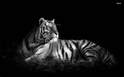 Black and White Tiger HD wallpaper | Tiger wallpaper, White tiger ...