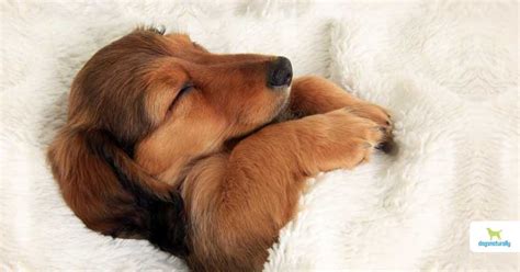 Why Do Dogs Sleep So Much? - Dogs Naturally