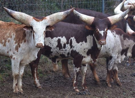 Ankole-Watusi Cattle - The Livestock Conservancy