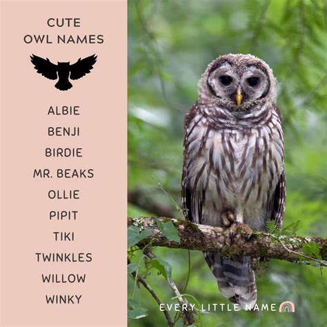 230+ Best Owl Names (Cute, Funny, and Cool) - Every Little Name