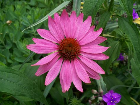 Garden Beauty: Purple Coneflower Echinacea