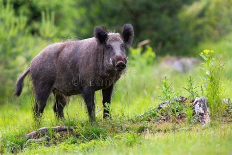 5,130 Wild Pig Male Stock Photos - Free & Royalty-Free Stock Photos ...