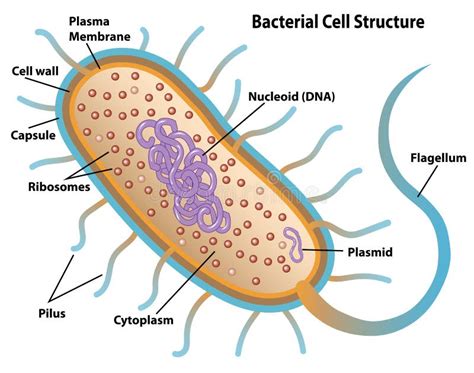 Prokaryotic Cell Stock Illustrations – 1,166 Prokaryotic Cell Stock ...