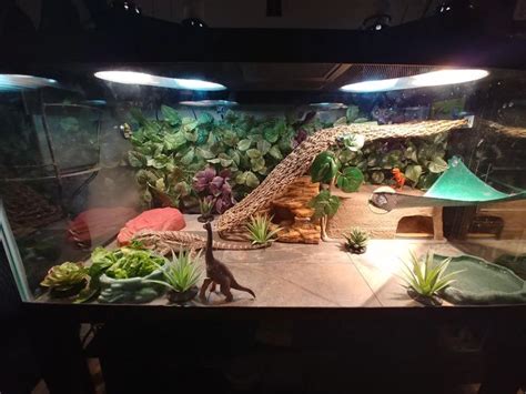 Pin by Lissi O on Critters | Bearded dragon enclosure, Bearded dragon ...