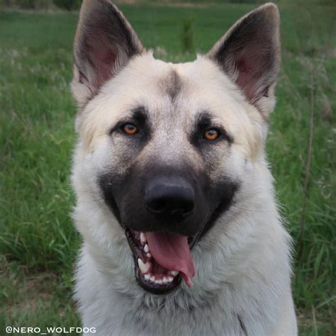 Nero wolfdog hybrid gsd wolf german shepherd | Wolf dog, Puppy time ...