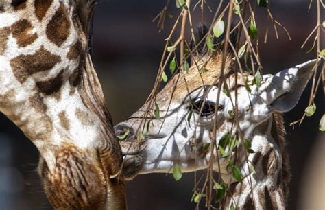 Precious giraffe calf gets fitting name at Adelaide Zoo