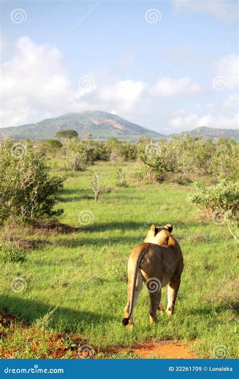 Lion stock image. Image of scenic, kenyan, lion, nature - 32261709