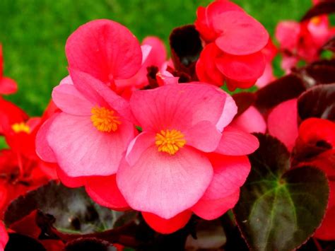 Top 15 Begonia Varieties With Names & Care Tips | Plantly