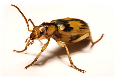 Bombardier Beetles Refuse to Be Toad Snacks | Discover Magazine