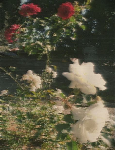 Nature Aesthetic, Film Aesthetic, Flower Aesthetic, Aesthetic Vintage ...