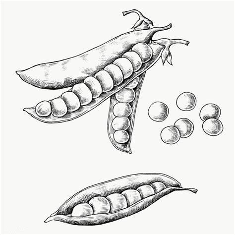 Hand drawn peas and pods transparent png | free image by rawpixel.com ...