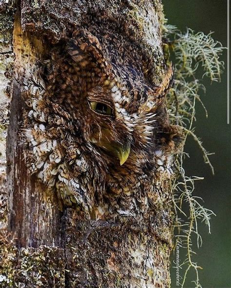 🔥 Beautiful Screech Owl camouflage 🔥 : r/NatureIsFuckingLit