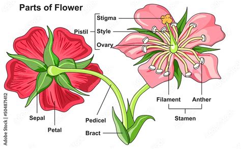 Flower parts structure anatomy infographic diagram bract pedicel petal ...