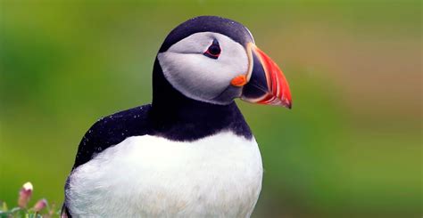 El Frailecillo Atlántico. El "pingüino" que podía volar en el famoso ...