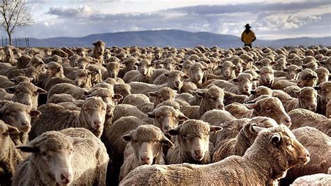 How 5,17 Million Sheep In The United States Are Raised By Ranchers ...