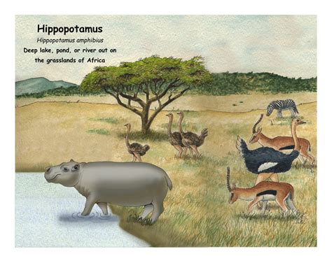 Hippopotamus Habitat