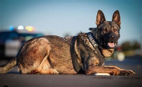 What Do Police Dogs Do: The Everyday Duties Of A K9 - Brady's K9 Fund