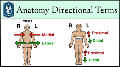 Proximal And Distal Anatomy