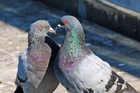 City Pigeons: How They Adapt To Life In Urban Environments