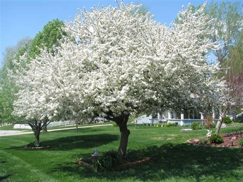 Donald Wyman Crabapple | Ornamental trees, Flowering crabapple, Small ...