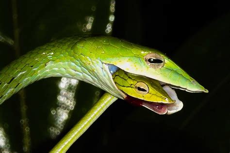 Cannibalism in Green Vine Snake. : natureismetal