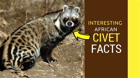 African Civet facts Amazing facts of African Civet baby pet cat - YouTube