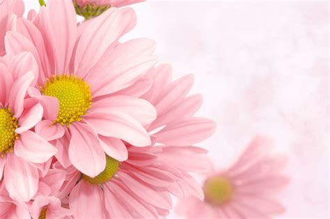 Soft Pink Floral Background | Gallery Yopriceville - High-Quality ...