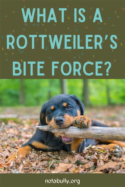 What Is A Rottweiler’s Bite Force? - (Answered & Explained) in 2022 ...